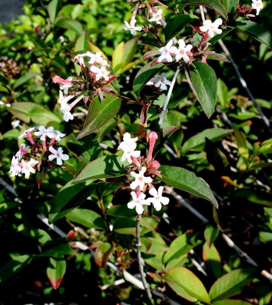Koreanische Abelie - Abelia mosanensis 30-40 cm, im 3 Liter Container