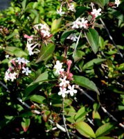 Koreanische Abelie - Abelia mosanensis 30-40 cm, im 3...