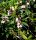 Koreanische Abelie - Abelia mosanensis 30-40 cm, im 3 Liter Container