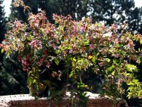 Abelie - Abelia grandiflora Edward Goucher 