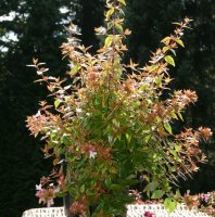 Tausendblütenstrauch Kaleidoscope - Abelia Kaleidoscope 