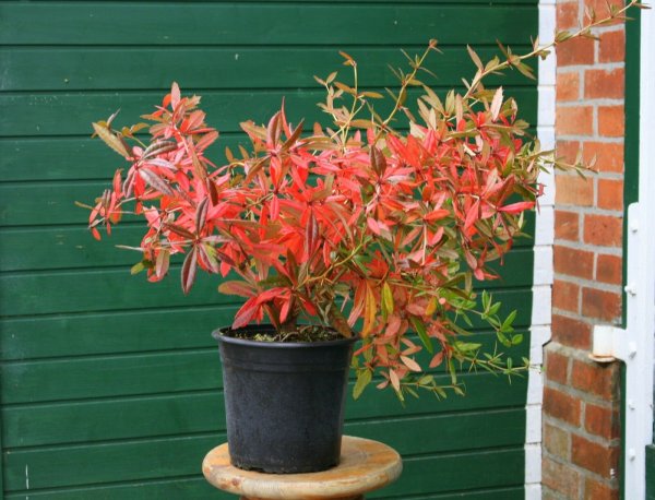 Großblättrige Berberitze - Berberis julianae
