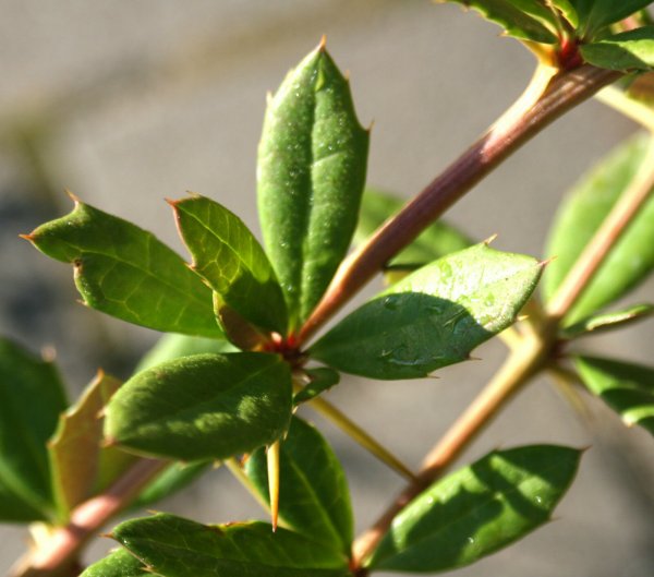 Himalaya-Berberitze - Berberis hookerie