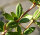 Himalaya-Berberitze - Berberis hookerie 40-50 cm, im Container