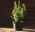 Buchsbaumbl&auml;ttrige Berberitze - Berberis buxifolia Nana 