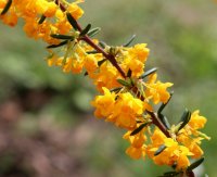 Schmalblättrige Berberitze - Berberis stenophylla