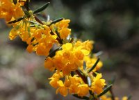 Schmalblättrige Berberitze - Berberis stenophylla