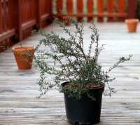 Schmalblättrige Berberitze - Berberis stenophylla