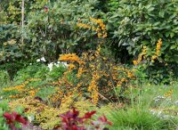 Schmalblättrige Berberitze - Berberis stenophylla 40-60 cm, im 3-Liter Container