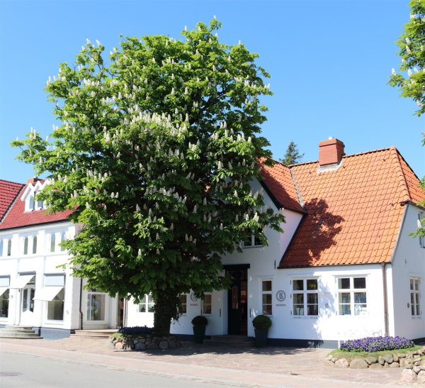 Gew&ouml;hnliche Rosskastanie - Aesculus hippocastanum Kastanienbaum