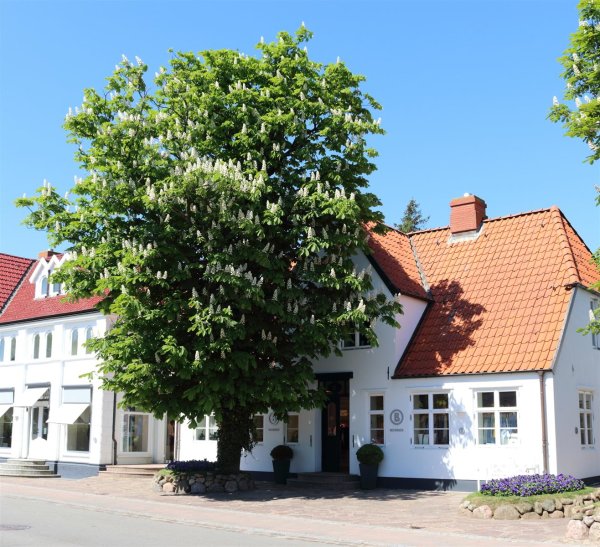 Gewöhnliche Rosskastanie - Aesculus hippocastanum Kastanienbaum