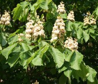 Gewöhnliche Rosskastanie - Aesculus hippocastanum Kastanienbaum
