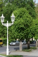 Gewöhnliche Rosskastanie - Aesculus hippocastanum Kastanienbaum