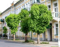 Gewöhnliche Rosskastanie - Aesculus hippocastanum Kastanienbaum