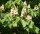 Gewöhnliche Rosskastanie - Aesculus hippocastanum Kastanienbaum