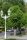 Gewöhnliche Rosskastanie - Aesculus hippocastanum Kastanienbaum