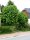 Gewöhnliche Rosskastanie - Aesculus hippocastanum Kastanienbaum