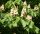 Gew&ouml;hnliche Rosskastanie - Aesculus hippocastanum Kastanienbaum