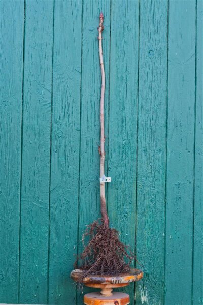 Gewöhnliche Rosskastanie - Kastanienbaum - Aesculus hippocastanum 50-80 cm, 3-jährig verschulter Sämling, wurzelnackt