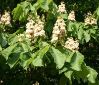 Gewöhnliche Rosskastanie - Kastanienbaum - Aesculus hippocastanum 50-80 cm, 3-jährig verschulter Sämling, wurzelnackt