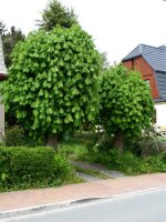 Gewöhnliche Rosskastanie - Kastanienbaum - Aesculus hippocastanum 50-80 cm, 3-jährig verschulter Sämling, wurzelnackt