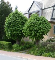 Gewöhnliche Rosskastanie - Kastanienbaum - Aesculus hippocastanum 50-80 cm, 3-jährig verschulter Sämling, wurzelnackt
