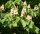 Gewöhnliche Rosskastanie - Kastanienbaum - Aesculus hippocastanum 50-80 cm, 3-jährig verschulter Sämling, wurzelnackt