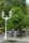 Gewöhnliche Rosskastanie - Kastanienbaum - Aesculus hippocastanum 50-80 cm, 3-jährig verschulter Sämling, wurzelnackt