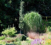 Elefantengras - Riesen-Chinaschilf Aksel Olsen - Miscanthus giganteus Staude im 5-Liter Container