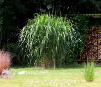 Elefantengras - Riesen-Chinaschilf Aksel Olsen - Miscanthus giganteus Staude im 5-Liter Container