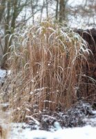 Elefantengras - Riesen-Chinaschilf Aksel Olsen - Miscanthus giganteus Staude im 5-Liter Container