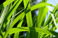 Elefantengras - Riesen-Chinaschilf Aksel Olsen - Miscanthus giganteus Staude im 5-Liter Container