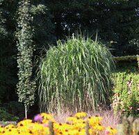 Elefantengras - Riesen-Chinaschilf Aksel Olsen - Miscanthus giganteus Staude im 5-Liter Container