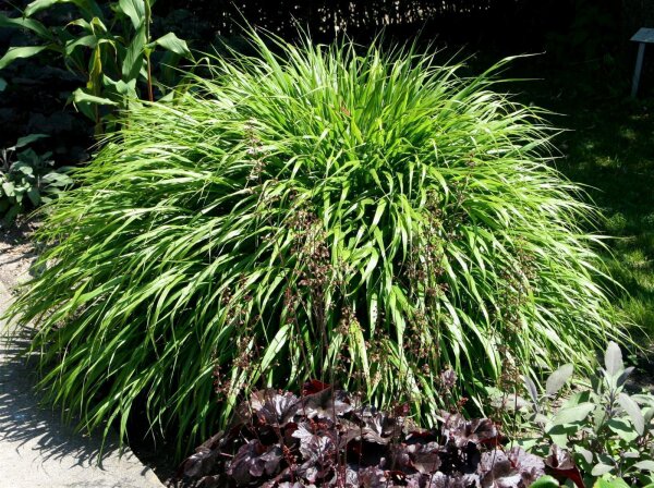 Japanisches Berggras - Hakonechloa macra Staude im 1-Liter Topf