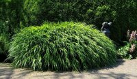 Japanisches Berggras - Hakonechloa macra Staude im 1-Liter Topf