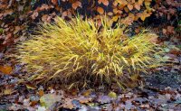 Japanisches Berggras - Hakonechloa macra Staude im 1-Liter Topf