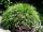 Japanisches Berggras - Hakonechloa macra Staude im 1-Liter Topf