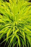 Gold-Berggras All Gold Hakonechloa macra