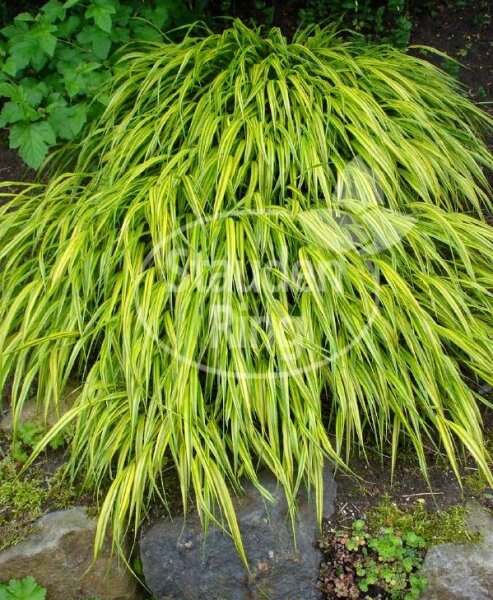 Buntes Berggras Hakonechloa macra Aureola