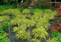Buntes Berggras Hakonechloa macra Aureola