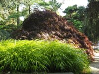 Buntes Berggras - Hakonechloa macra Aureola Staude im 1-Liter Topf