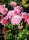 Winteraster - Chrysanthemum x hortorum Anastasia  Staude im 1 Liter Topf