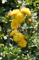 Winteraster Bienchen - Chrysanthemum x hortorum 