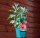 Winteraster Brennpunkt - Chrysanthemum x hortorum