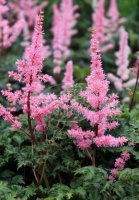 Zwergspiere - Astilbe x crispa Perkeo