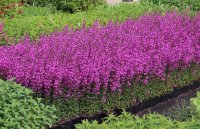 Ruten-Weiderich - Lythrum virgatum Dropmore Purple...