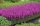Ruten-Weiderich - Lythrum virgatum Dropmore Purple  Staude in 1-Liter Topf