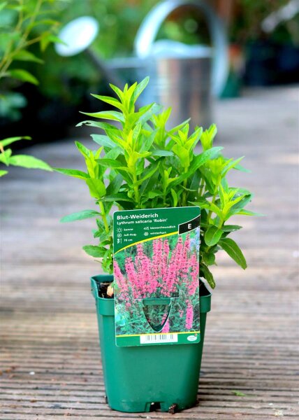 Blut-Weiderich Robin - Lythrum salicaria Staude im 1-Liter Topf
