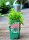Blut-Weiderich Robin - Lythrum salicaria Staude im 1-Liter Topf