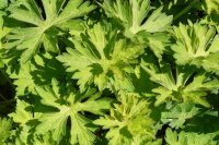 Storchschnabel - Geranium wallichianum Rozanne ®  Staude im 1-Liter Topf
